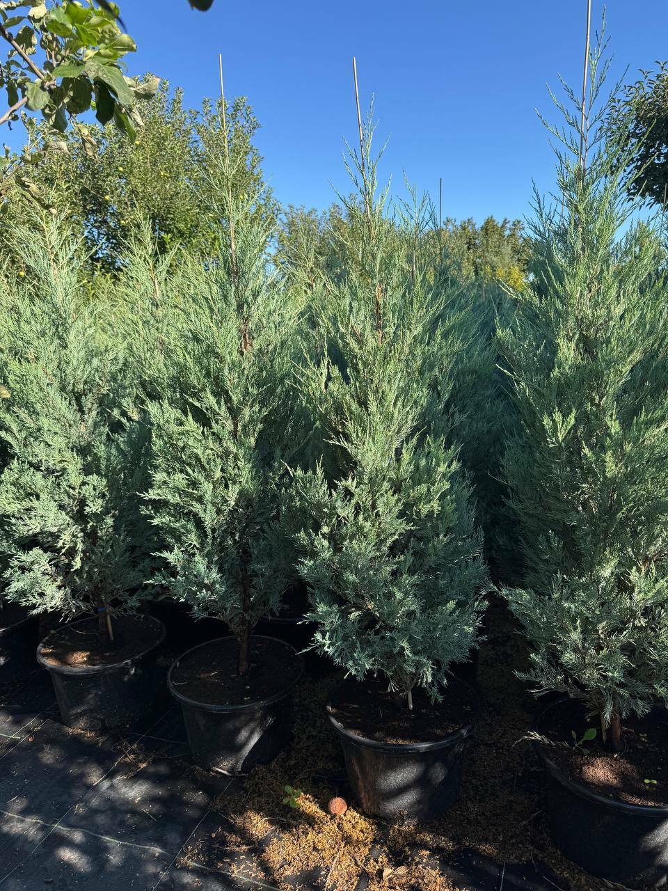 <span style="font-weight: bold;">Можжевельник скальный Мунглоу</span>