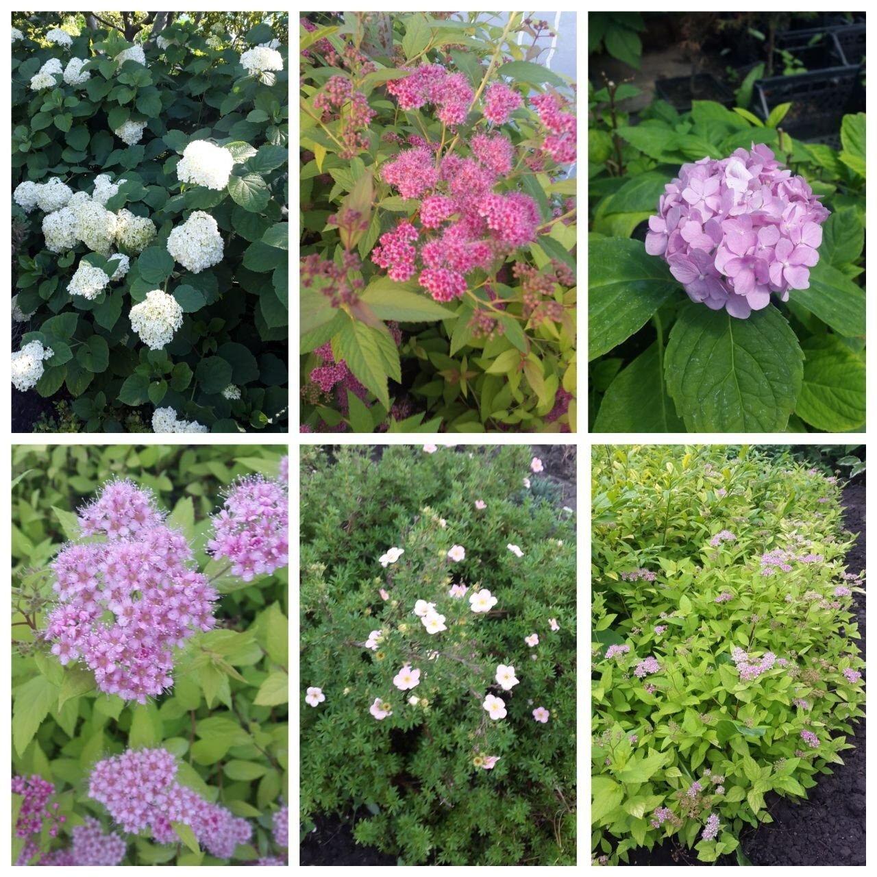 <span style="font-weight: bold;">Цветущие кустарники </span>