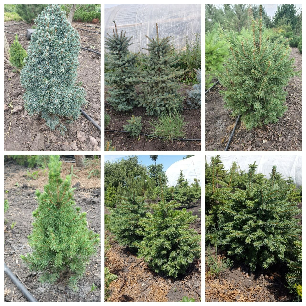 <span style="font-weight: bold;">Сосны, ели, коники</span>