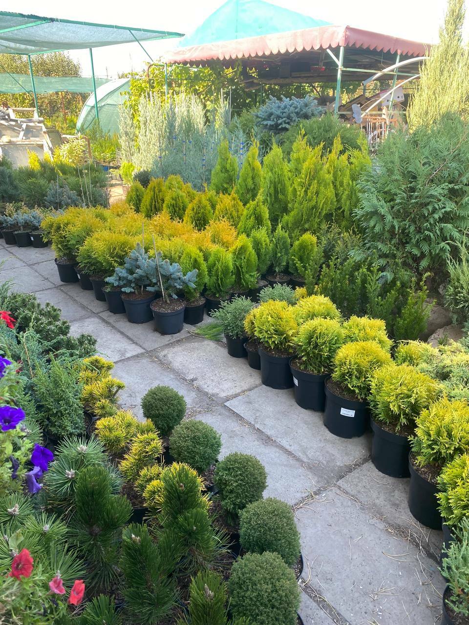 туи, можжевельники, ели, сосны, самшиты туи, можжевельники, ели, сосны, самшиты