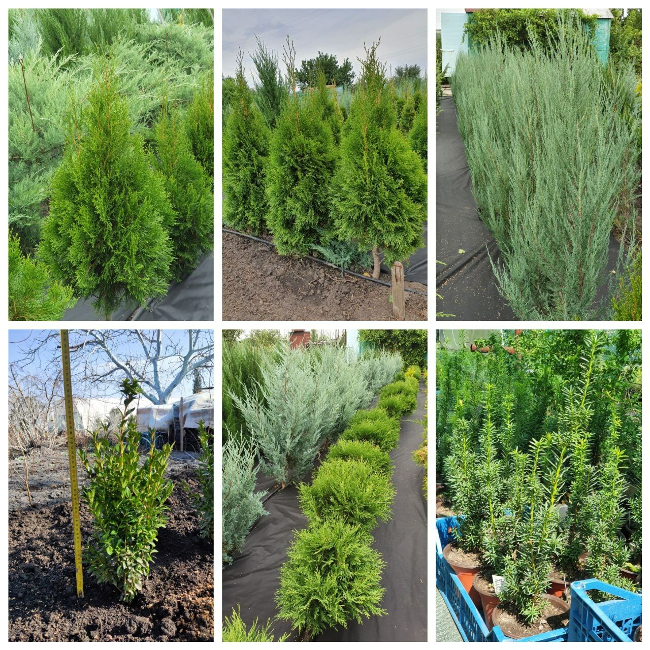 туи, можжевельники, ели, сосны, самшиты туи, можжевельники, ели, сосны, самшиты